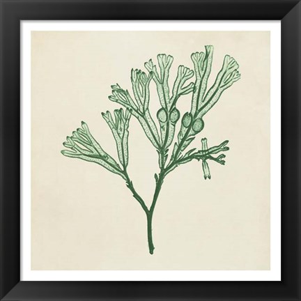 Framed Chromatic Seaweed IV Print