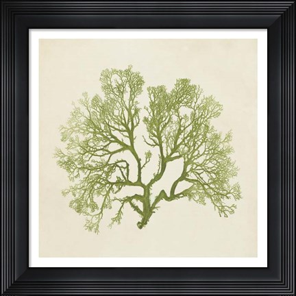 Framed Chromatic Seaweed VI Print