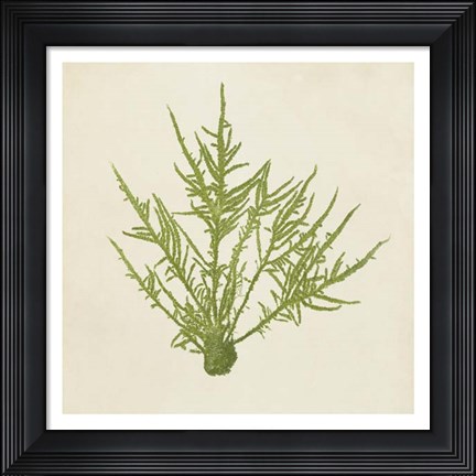 Framed Chromatic Seaweed VII Print