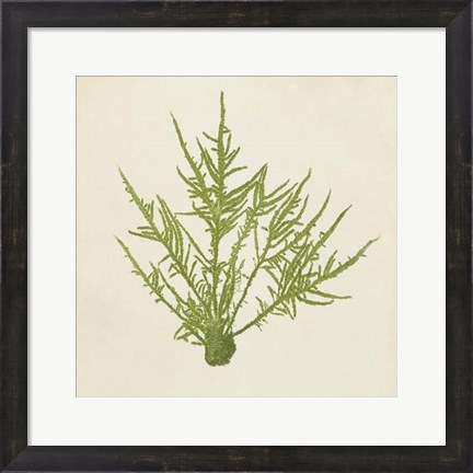 Framed Chromatic Seaweed VII Print
