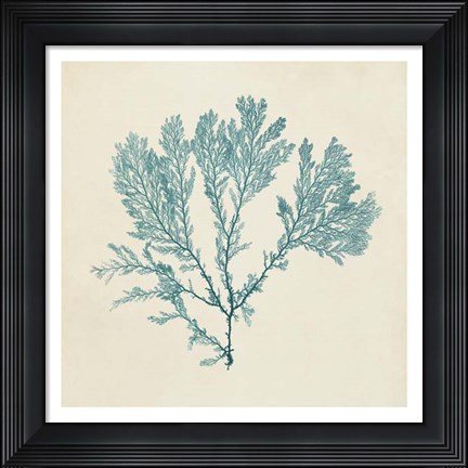 Framed Chromatic Seaweed VIII Print