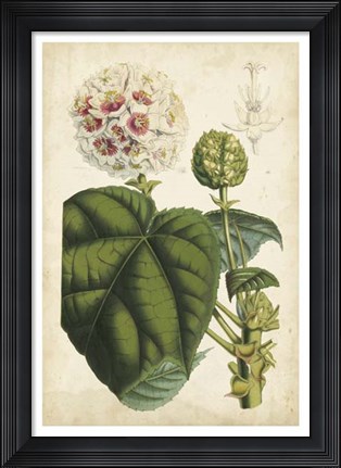 Framed Coral Beauties II Print
