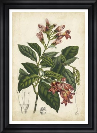 Framed Coral Beauties III Print