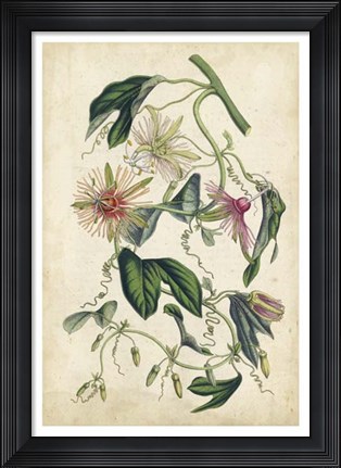 Framed Coral Beauties IV Print