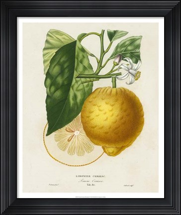 Framed French Lemon Botanical I Print