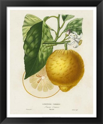 Framed French Lemon Botanical I Print