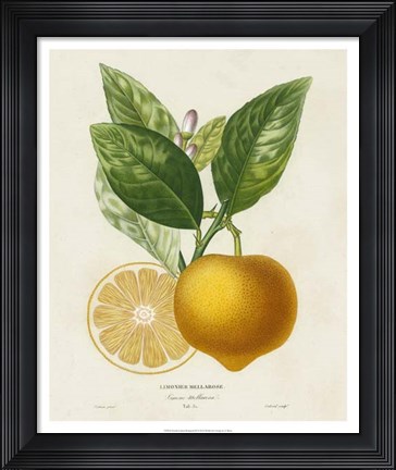 Framed French Lemon Botanical III Print