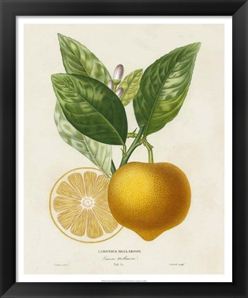 Framed French Lemon Botanical III Print