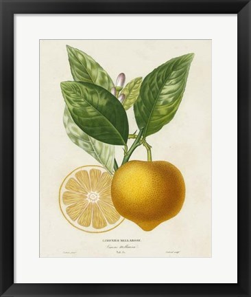 Framed French Lemon Botanical III Print