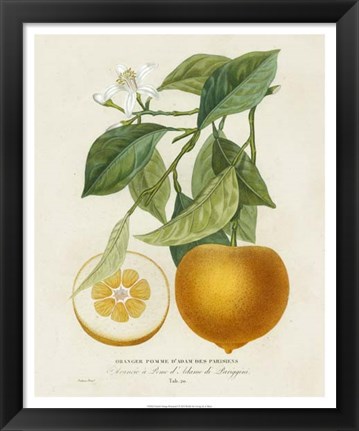 Framed French Orange Botanical I Print