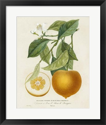 Framed French Orange Botanical I Print