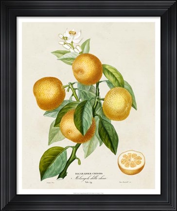 Framed French Orange Botanical III Print