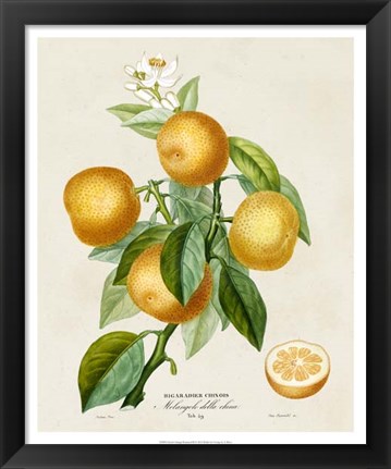 Framed French Orange Botanical III Print