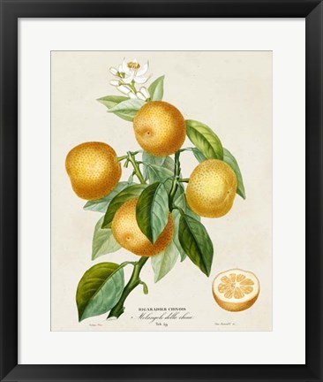 Framed French Orange Botanical III Print