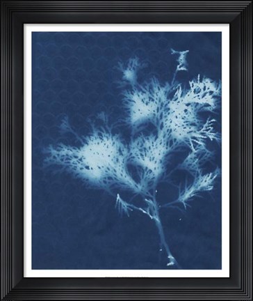 Framed Cyanotype No.3 Print