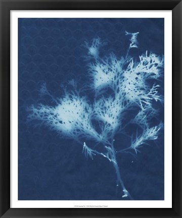 Framed Cyanotype No.3 Print