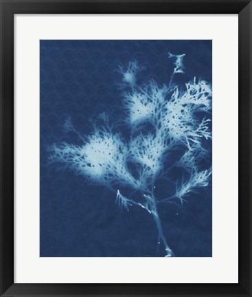Framed Cyanotype No.3 Print