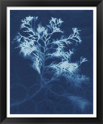 Framed Cyanotype No.4 Print