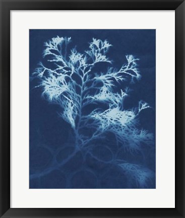 Framed Cyanotype No.4 Print