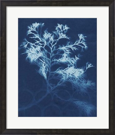 Framed Cyanotype No.4 Print