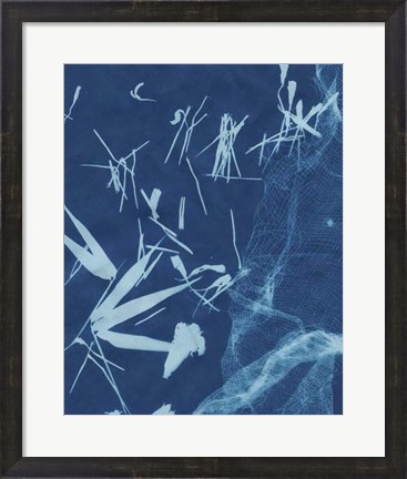 Framed Cyanotype No.6 Print