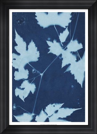 Framed Cyanotype No.9 Print