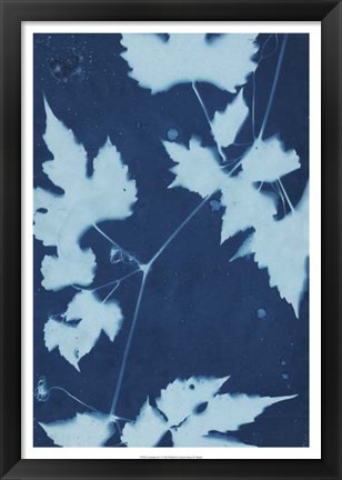 Framed Cyanotype No.9 Print