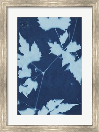 Framed Cyanotype No.9 Print