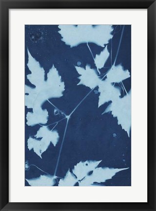 Framed Cyanotype No.9 Print