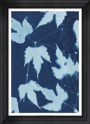 Framed Cyanotype No.10 Print