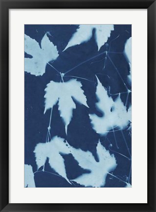 Framed Cyanotype No.10 Print