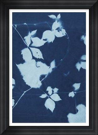 Framed Cyanotype No.11 Print