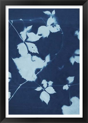 Framed Cyanotype No.11 Print