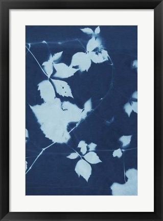 Framed Cyanotype No.11 Print