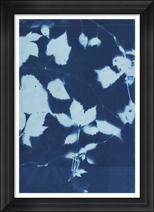 Framed Cyanotype No.12 Print