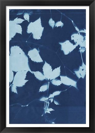 Framed Cyanotype No.12 Print