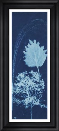 Framed Cyanotype No.13 Print