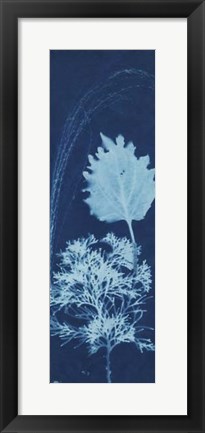 Framed Cyanotype No.13 Print