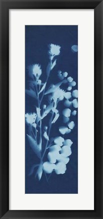 Framed Cyanotype No.14 Print