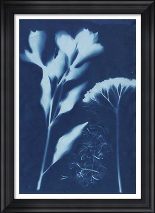 Framed Cyanotype No.15 Print