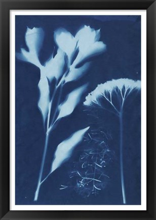 Framed Cyanotype No.15 Print