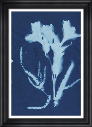 Framed Cyanotype No.17 Print