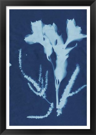 Framed Cyanotype No.17 Print