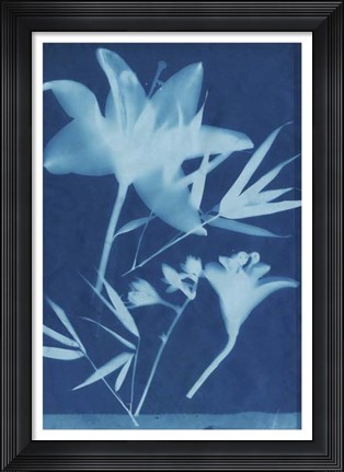 Framed Cyanotype No.18 Print