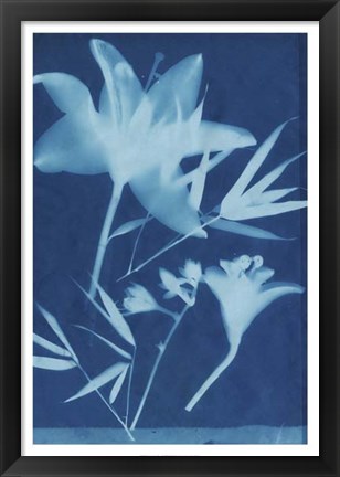 Framed Cyanotype No.18 Print