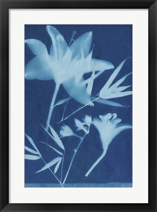 Framed Cyanotype No.18 Print