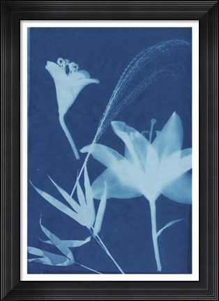 Framed Cyanotype No.19 Print