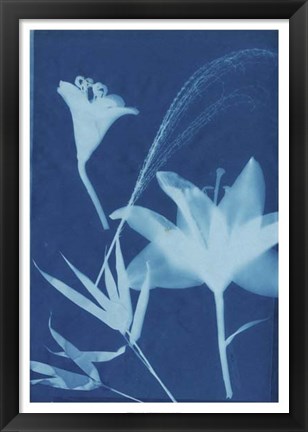 Framed Cyanotype No.19 Print