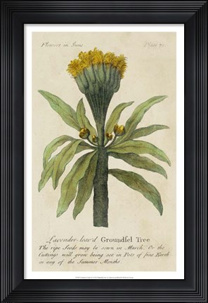 Framed Gardener's Guide IV Print