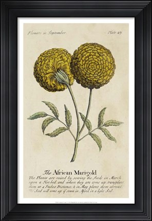 Framed Gardener's Guide V Print